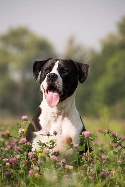 Cane che corre sorridente su un prato durante una festa per animali in Abruzzo