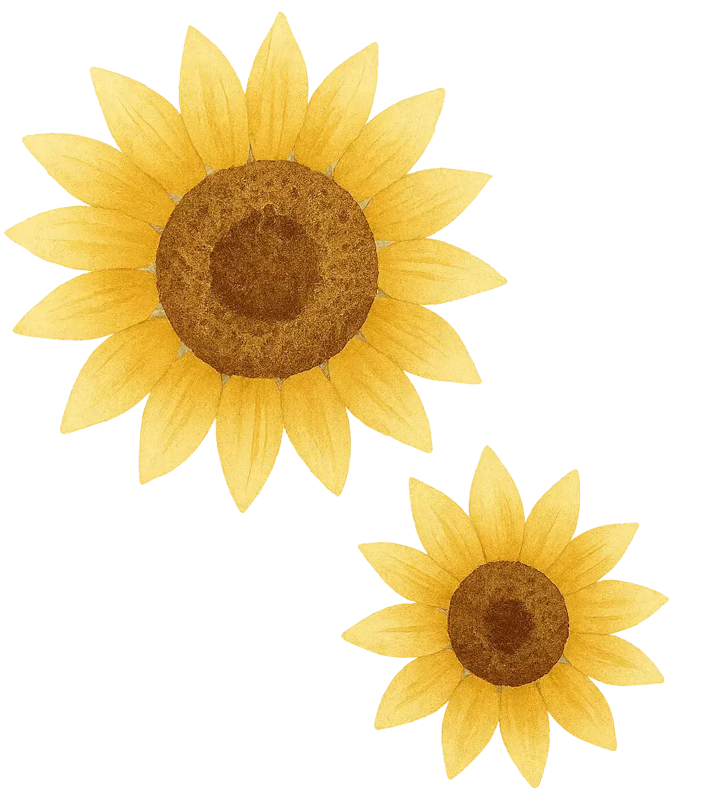Illustrazione acquerello di due fiori di girasole senza foglie su sfondo trasparente